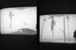 sur la route, les palmiers par ma fenêtre, série noir et blanc, au Sénégal, en 2000 © Photo Deborah Metsch